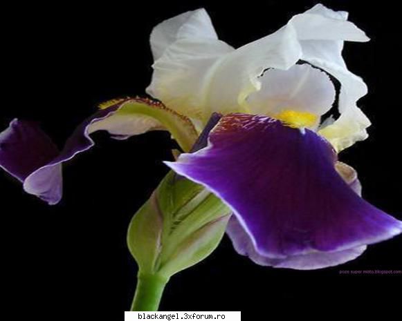 Flori - Andra e un Iris - Jocuri