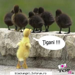 Poze amuzante - Prefer sa nu discriminez, dar chiar mi-a starnit - Diverse poze