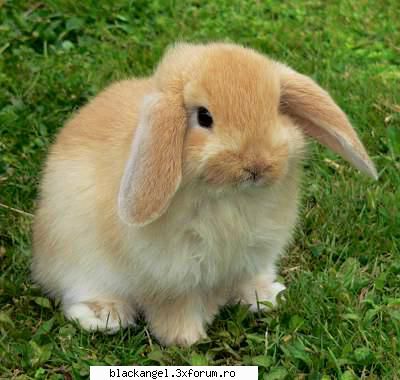Poze cu animale - Bunny Bunny Bunny Bunny ;x (singura poza cu un - Diverse poze